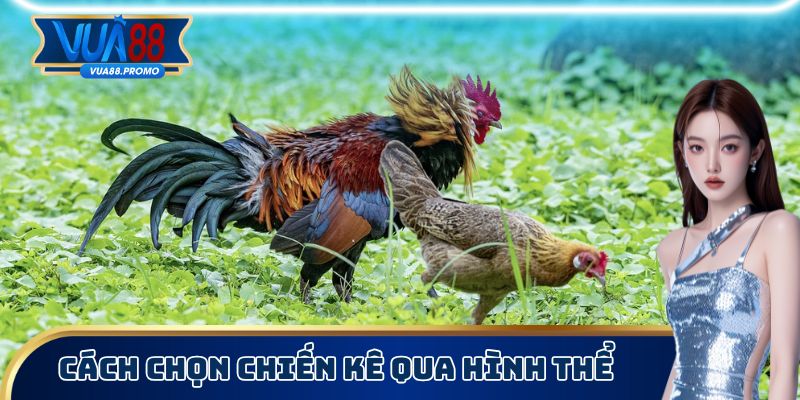 Cách chọn chiến kê thông qua hình thể tổng quan