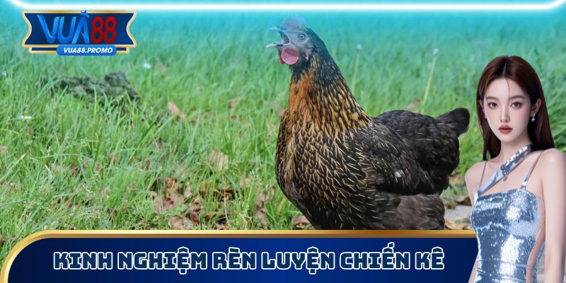 Vài tips rèn luyện gà giữ vững phong độ